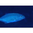 Carangoides gymnostethus (Cuvier, 1833)