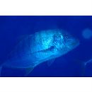 Gnathanodon speciosus (Forsskal, 1775)