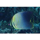 Chaetodon baronessa Cuvier, 1829