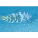 Choerodon graphicus (De Vis, 1885)