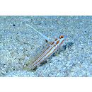 Stonogobiops yasha Yoshino et Shimada, 2001