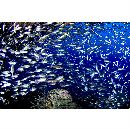 Parapriacanthus ransonneti Steindachner, 1870