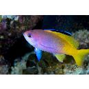 ペインテッド・アンティアス