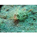 Pteroidichthys amboinensis Bleeker, 1856