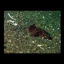 Ablabys macracanthus (Bleeker, 1852)