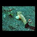 Ablabys macracanthus (Bleeker, 1852)