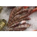 Parapercis sexfasciata (Temminck et Schlegel, 1843)