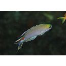 Hoplolatilus pohle Earle et Pyle, 1997