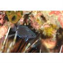 Pomacentrus brachialis Cuvier, 1830