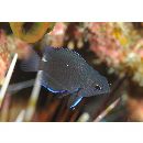 Pomacentrus brachialis Cuvier, 1830