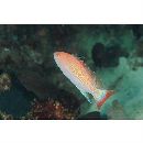 Pseudanthias luzonensis Katayama et Masuda, 1983