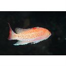 イエローラインド・アンティアス