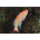 Pseudanthias luzonensis Katayama et Masuda, 1983