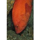 Cephalopholis sonnerati (Valenciennes, 1828)