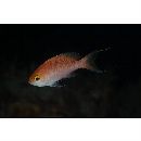 Pseudanthias hutomoi (Allen et Burhanuddin, 1976)