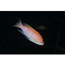 Pseudanthias hutomoi (Allen et Burhanuddin, 1976)