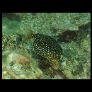 Ostracion solorensis Bleeker, 1856