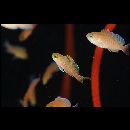 Pseudanthias hutomoi (Allen et Burhanuddin, 1976)