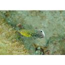 Anampses twistii Bleeker, 1856