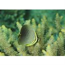 Chaetodon baronessa Cuvier, 1829