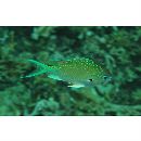 Chromis atripectoralis Welander et Schultz, 1951