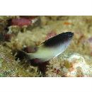 Chrysiptera rollandi (Whitley, 1961)