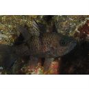 Pristicon trimaculatus (Cuvier, 1828)