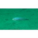 Oxymetopon cyanoctenosum Klausewitz et Conde, 1981