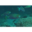 Scarus quoyi Valenciennes, 1840