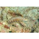 Parapercis sp. 10 (P. sp. 2 of Kuiter, 1992)