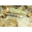 Parapercis sp. 10 (P. sp. 2 of Kuiter, 1992)