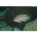 Pomacentrus amboinensis Bleeker, 1868