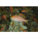 Pseudanthias hutomoi (Allen et Burhanuddin, 1976)