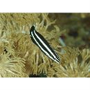 Labropsis manabei Schmidt, 1931