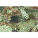 Chlorurus bowersi (Snyder, 1909)