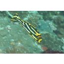 Plectorhinchus vittatus (Linnaeus, 1758)