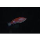 Pseudanthias hutomoi (Allen et Burhanuddin, 1976)