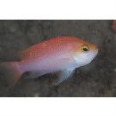 Pseudanthias hutomoi (Allen et Burhanuddin, 1976)