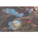 Doryrhamphus (Dunckerocampus) dactyliophorus (Bleeker, 1853)