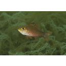 Apogon monospilus Fraser, Randall et Allen, 2002