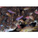 Pseudanthias tuka (Herre et Montalban, 1927)