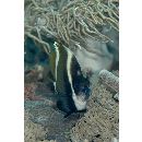 Heniochus varius (Cuvier, 1829)