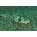 Arothron manilensis (Proce, 1822)