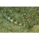 Amblyeleotris arcupinna Mohlmann et Munday, 1999