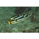 Plectorhinchus vittatus (Linnaeus, 1758)