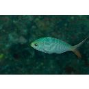 Paracaesio sordida Abe et Shinohara, 1962