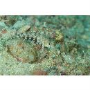 Parapercis sp. 10 (P. sp. 2 of Kuiter, 1992)