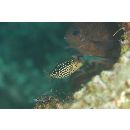 Ostracion solorensis Bleeker, 1856