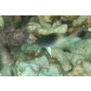 Chrysiptera rollandi (Whitley, 1961)