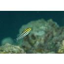 Meiacanthus grammistes (Valenciennes, 1836)